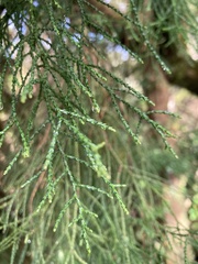 Lagarostrobos franklinii