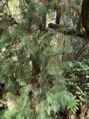 Lagarostrobos franklinii