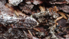 Nuctenea silvicultrix