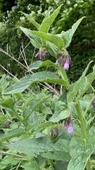 Symphytum asperum