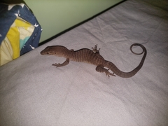 Varanus tristis