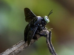 Xylocopa perforator