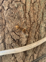 Xylotrechus chinensis