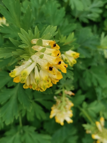 Image of Corydalis nobilis by no rights reserved