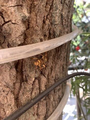 Xylotrechus chinensis