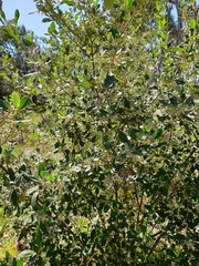 Ceanothus arboreus