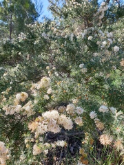 Grevillea crithmifolia