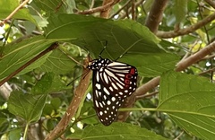Hestina assimilis formosana