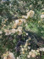 Grevillea crithmifolia