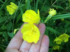 Oenothera pilosella
