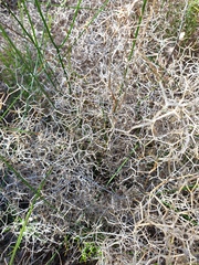 Sarcopoterium spinosum