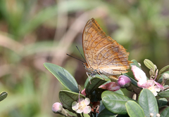Charaxes marmax