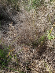 Sarcopoterium spinosum