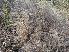 Sarcopoterium spinosum