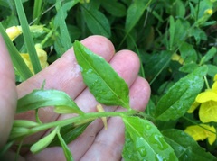 Oenothera pilosella