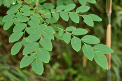 Glochidion billardierei