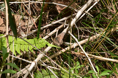 Palaeonympha opalina