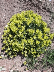 Scutellaria orientalis