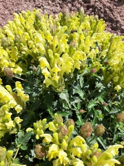 Scutellaria orientalis