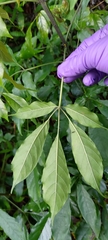Vitex quinata