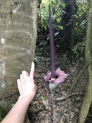 Amorphophallus hirtus