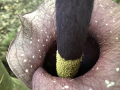 Amorphophallus hirtus