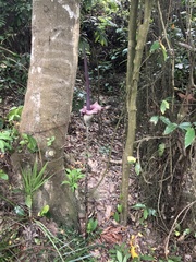 Amorphophallus hirtus