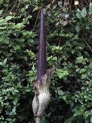 Amorphophallus hirtus