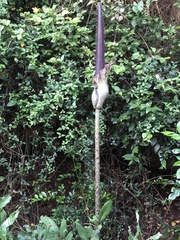 Amorphophallus hirtus