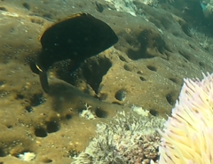 Plectroglyphidodon apicalis