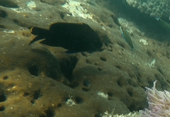 Plectroglyphidodon apicalis