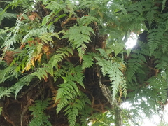 Davallia denticulata