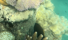 Plectroglyphidodon apicalis