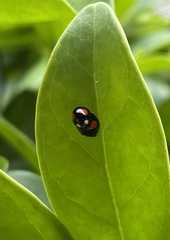 Coelophora biplagiata