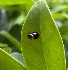 Coelophora biplagiata