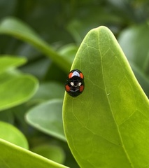 Coelophora biplagiata