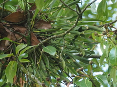 Ceratostylis backeri