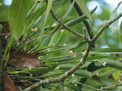 Ceratostylis backeri