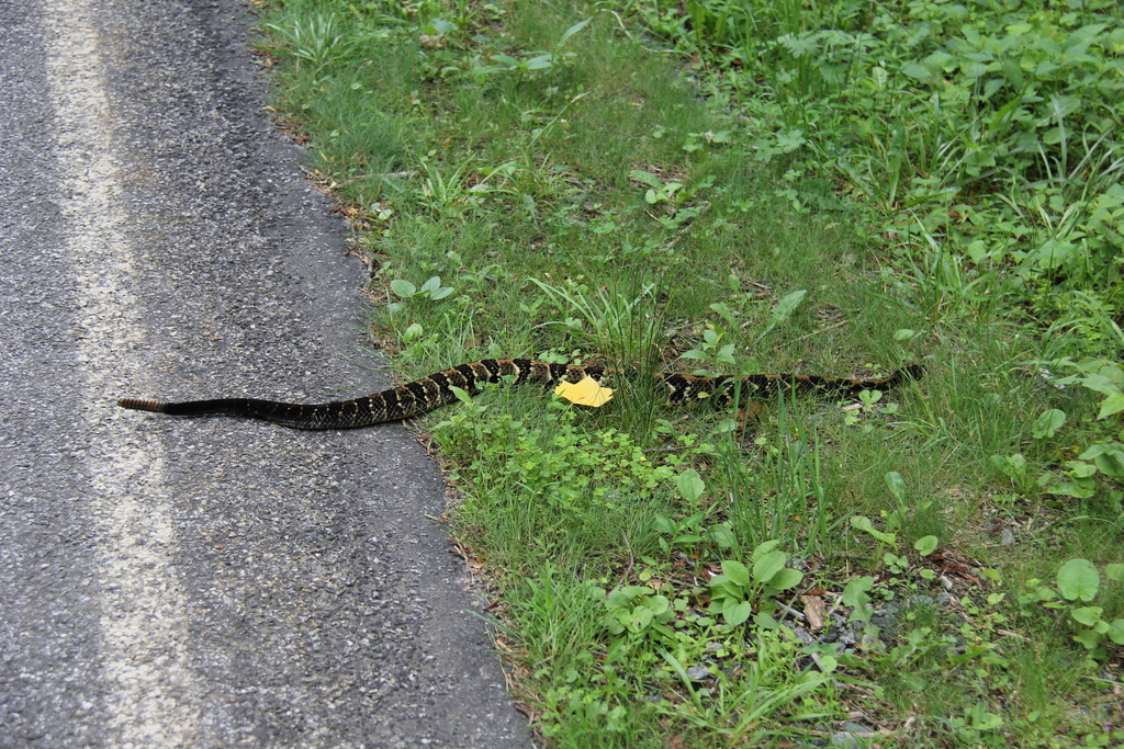 Timber Rattlesnake in June 2015 by kdwoj. Crossing the road in front of ...