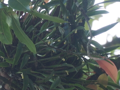 Ceratostylis backeri