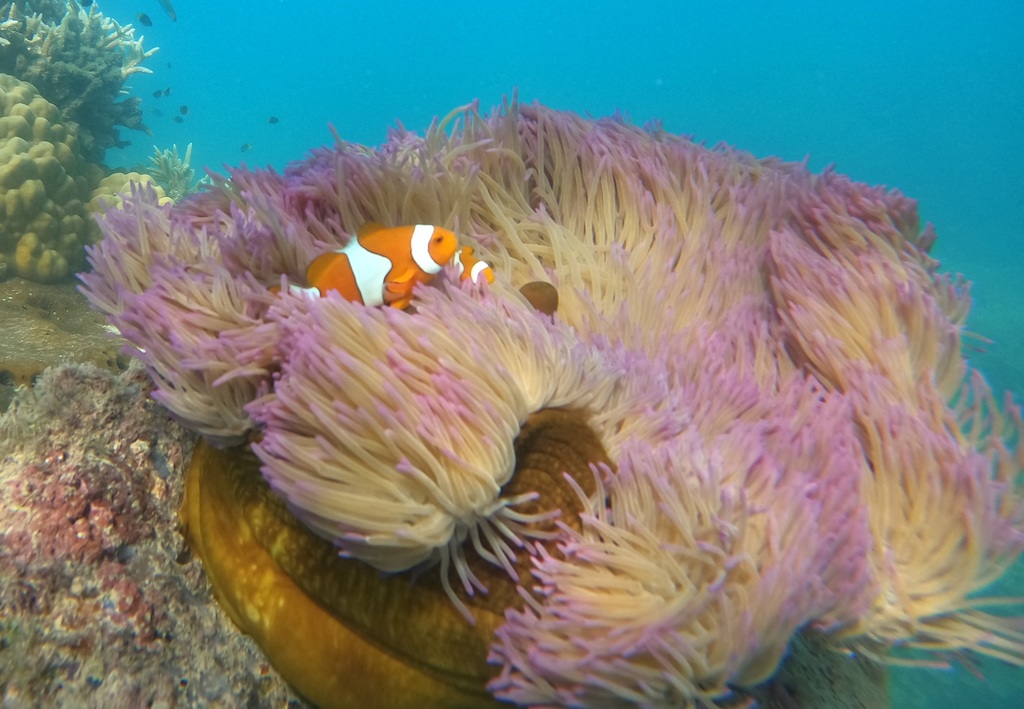 blackfinned clownfish