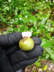Pyrenaria serrata