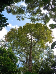 Pyrenaria serrata