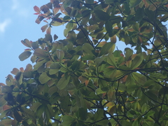 Pyrenaria serrata