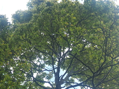 Pyrenaria serrata