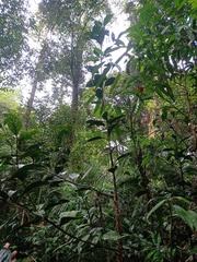 Pyrenaria serrata