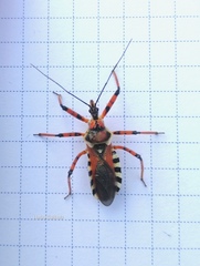 Rhynocoris punctiventris