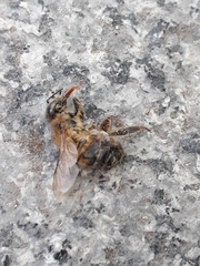 Apis mellifera