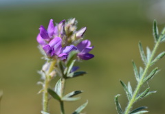 Oxytropis trichophysa