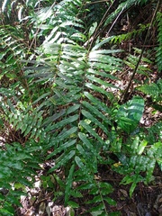 Goniophlebium persicifolium